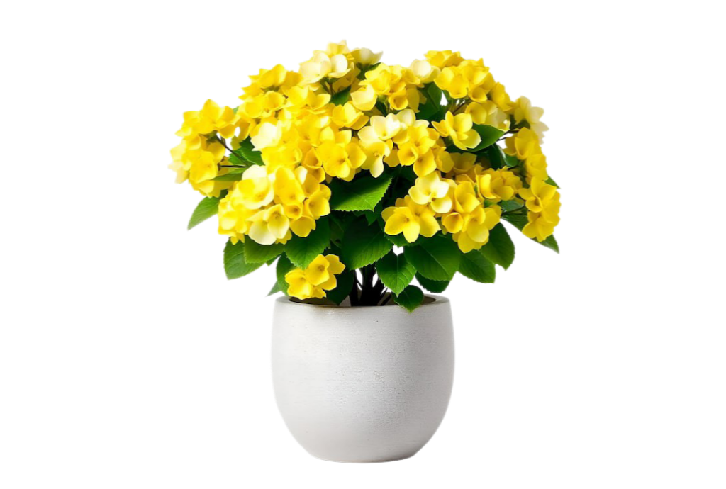 Grow Your Dream Garden With Us