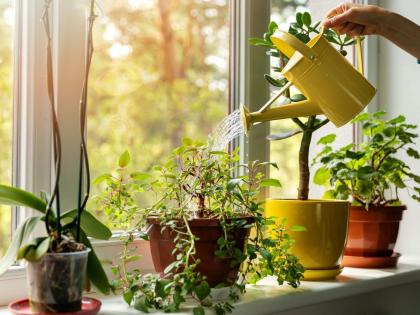 Bringing Nature Indoors: 5 Simple Tips for Essential Indoor Plant Care